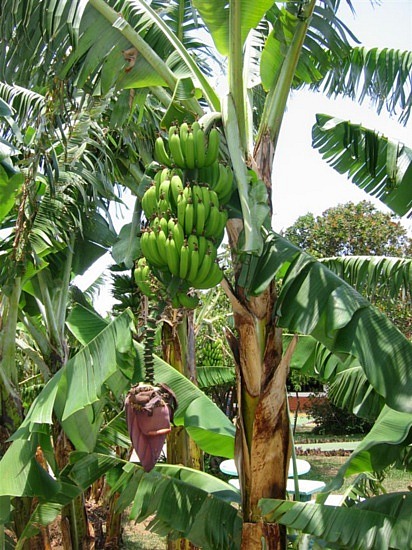 Banana Tree